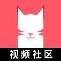 猫咪app